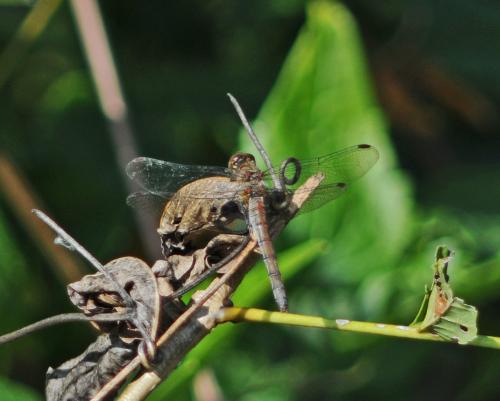 Sympetrum striolatum